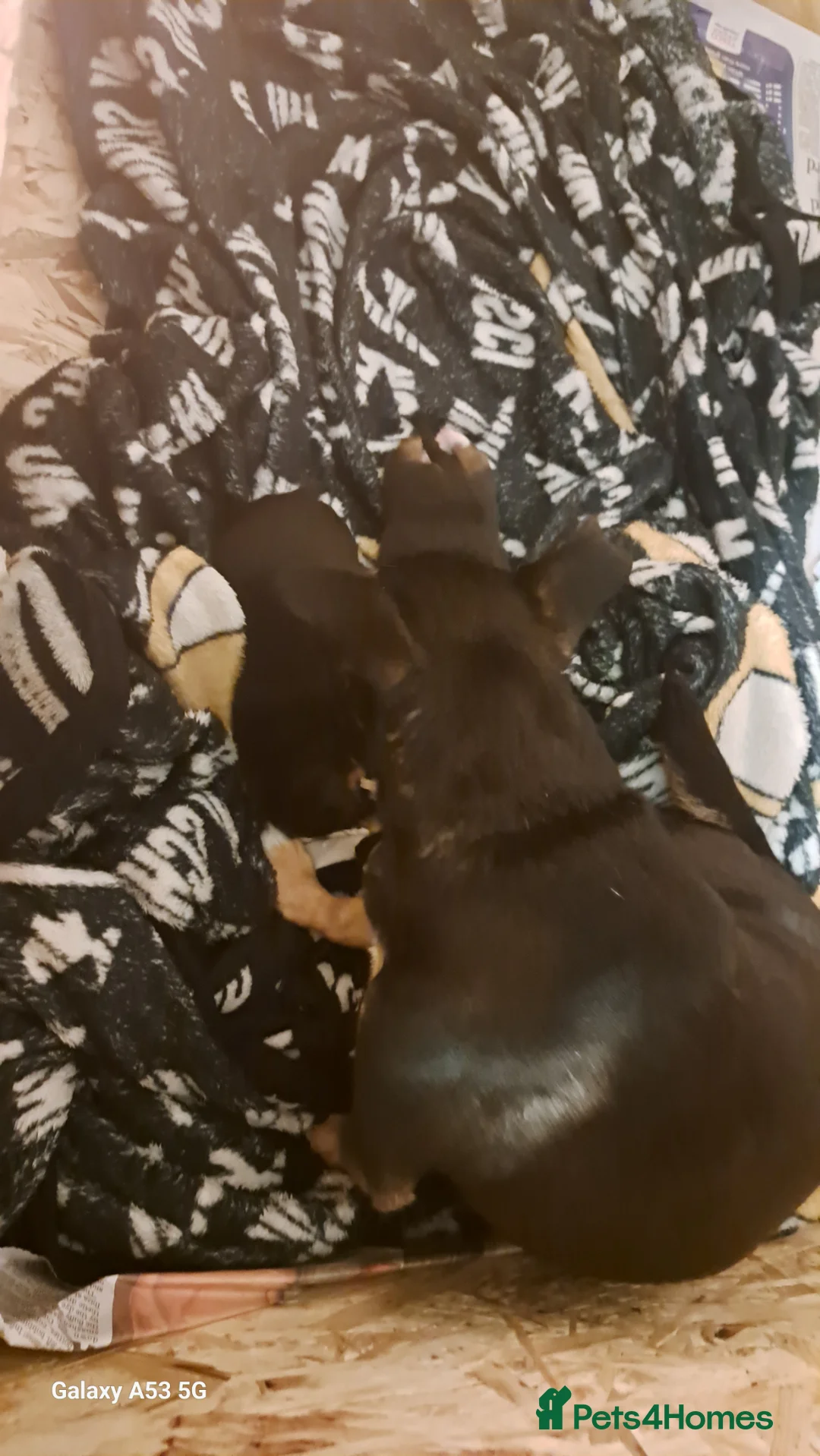 Mixed Breed dogs for sale: Jackrussell x chihuahua  - Advert 2