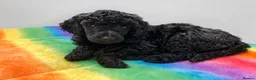 Standard Poodle dogs for sale: Reservation List Open. Standard Poodle Puppies - Advert 10