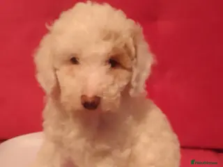 Cockapoo dogs Toy poddle - Advert 4