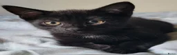 Domestic Shorthair cats for sale: Ready to Fly the Nest  - Advert 36