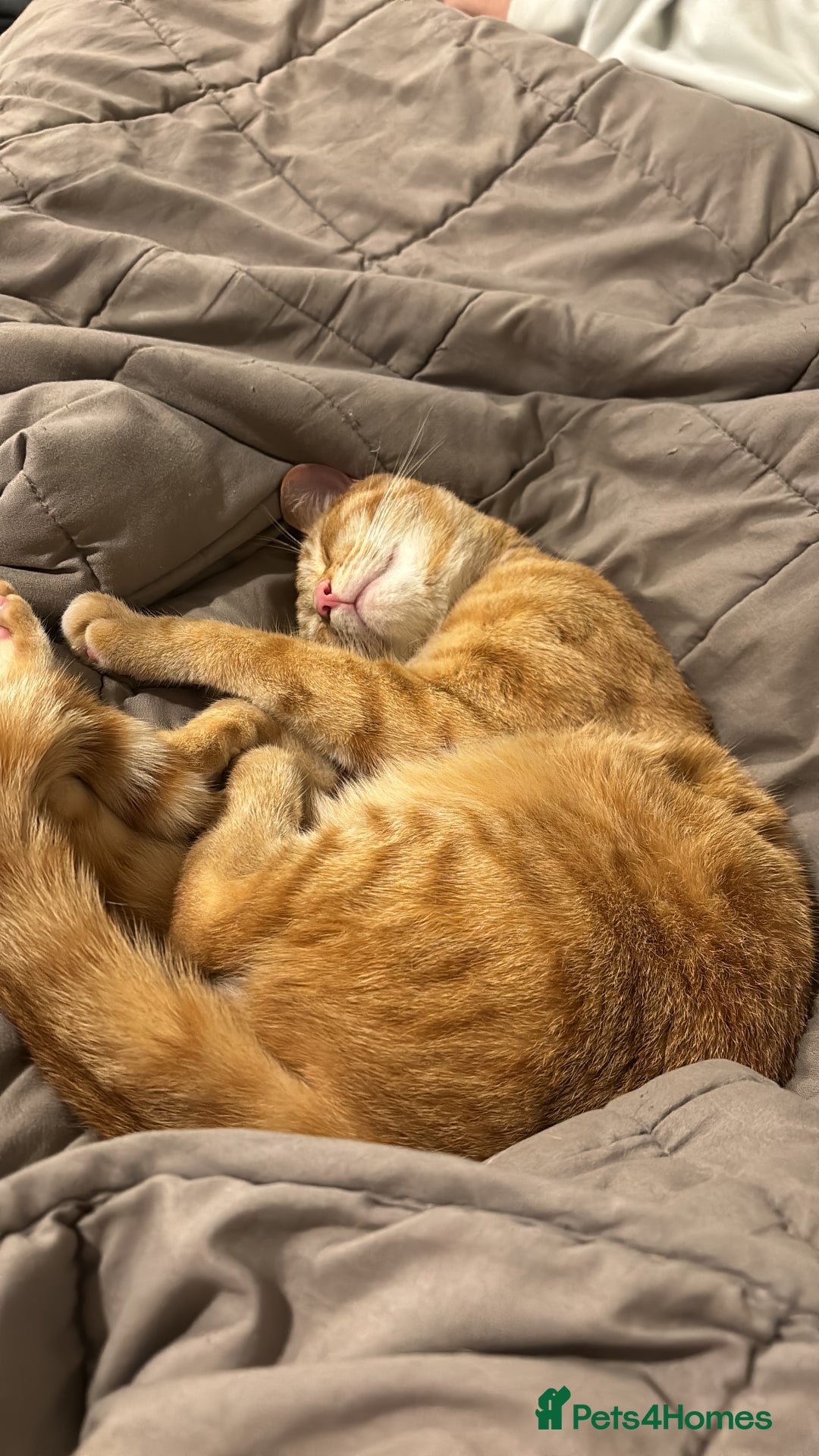 Mixed Breed cats for sale: Peppa and Roni looking for a new loving home! - Advert 16