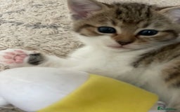 European cats for sale: 8 weeks old - kittens  - Image 32
