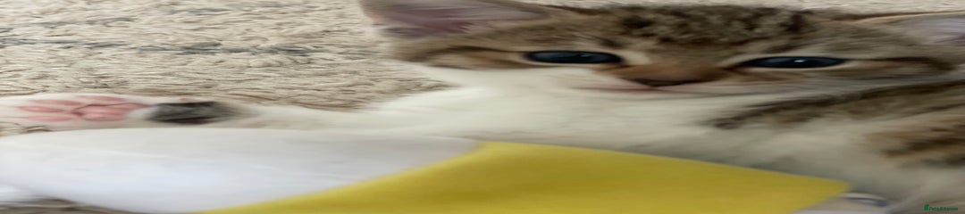 STC_ Yellow collar