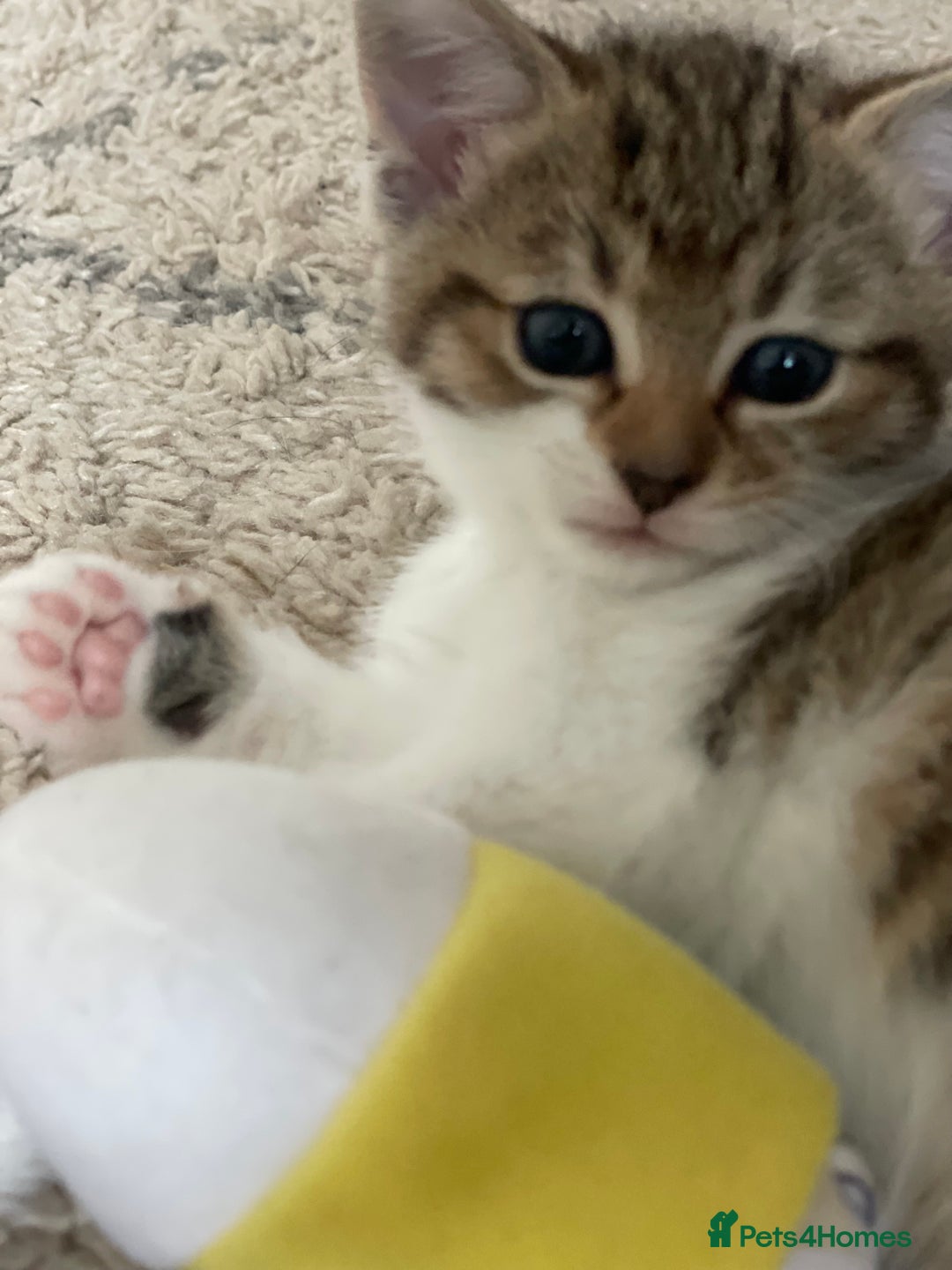 European cats for sale: 8 weeks old - kittens  - Image 32