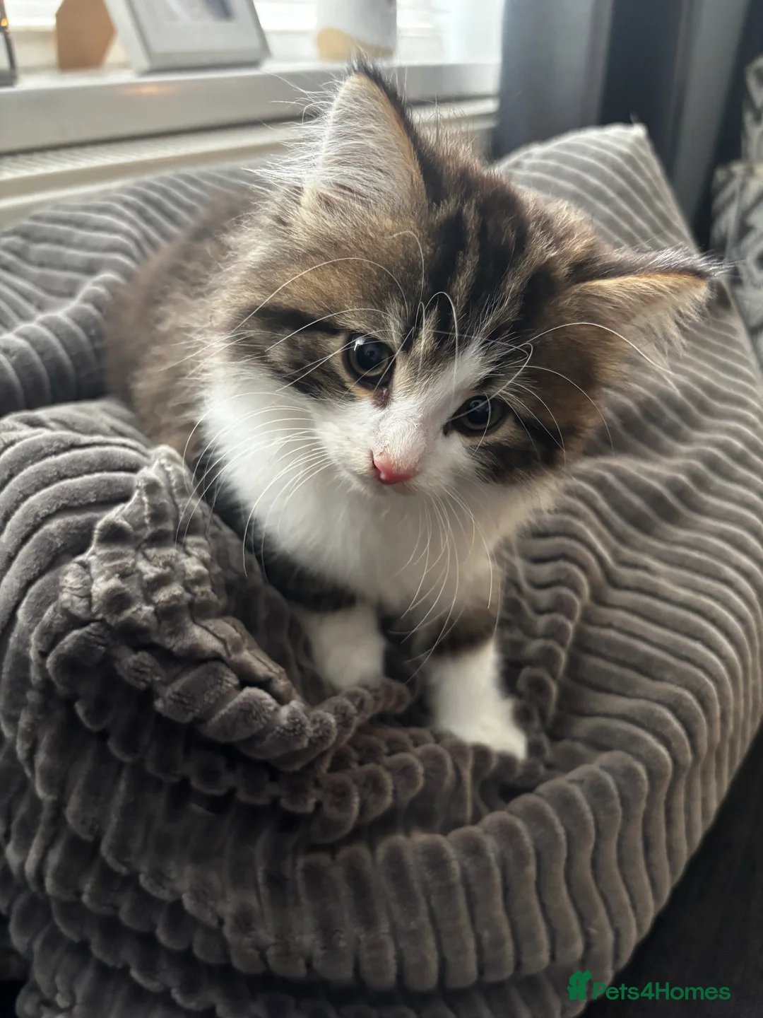 Maine Coon cats for sale: 2 x Male Maine coon mixed breed kittens  in Beverley - Advert 2