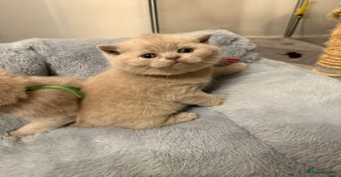 British Shorthair cats - Advert 9