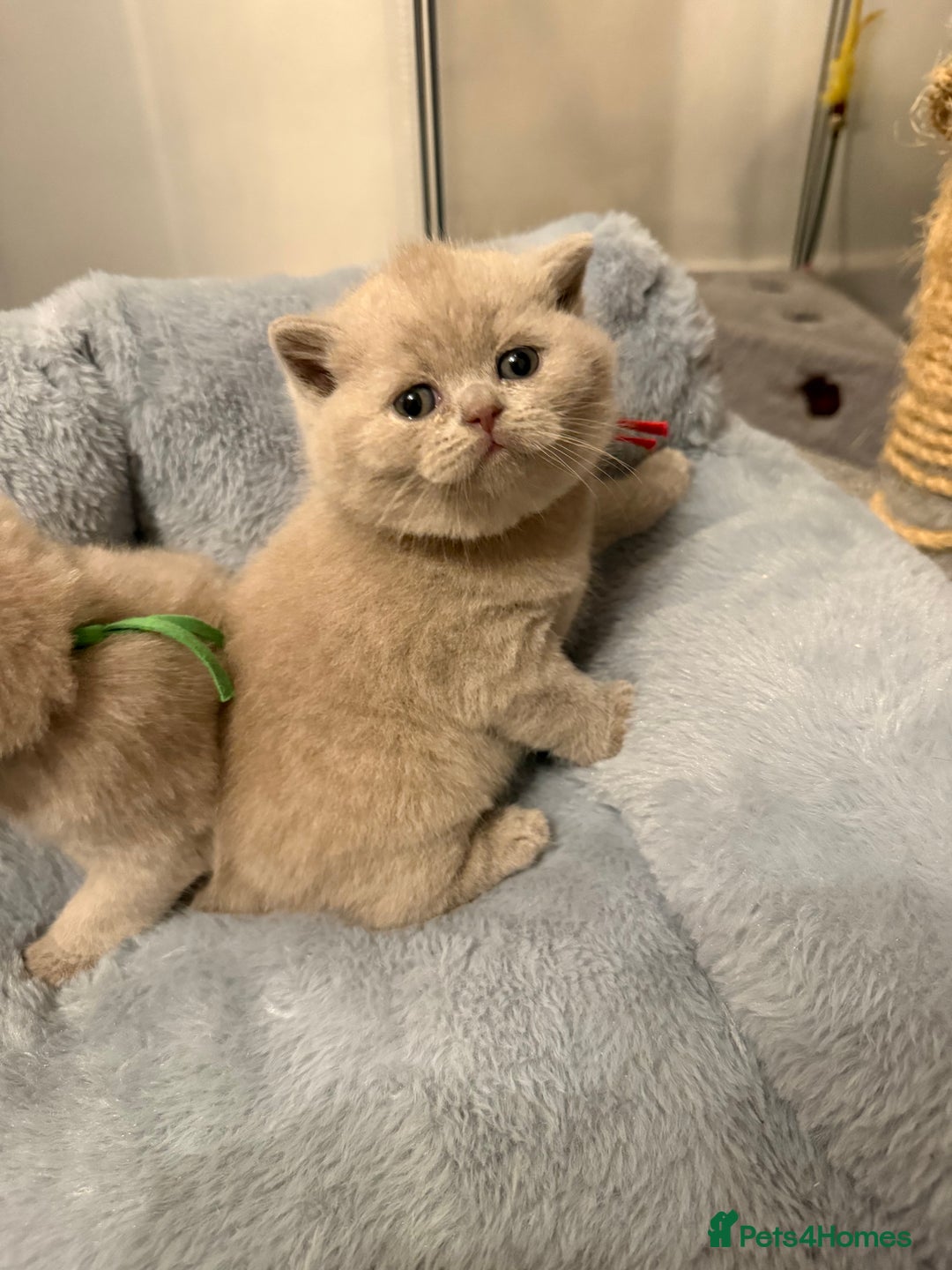 British Shorthair cats for sale: Champion Line British Shorthair Kittens - Image 1