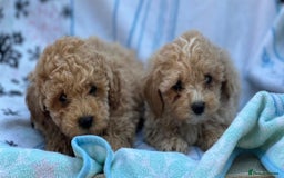 Poochon dogs for sale: Beautiful Poochons  - Image 22