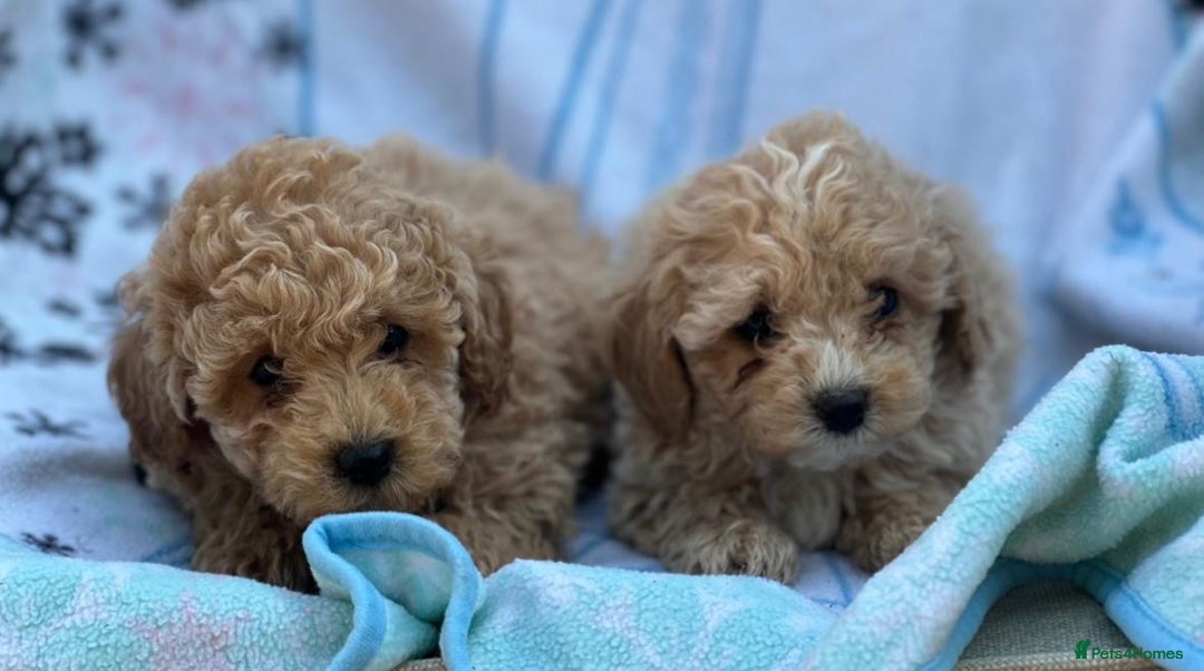 Poochon dogs for sale: Beautiful Poochons  - Image 22