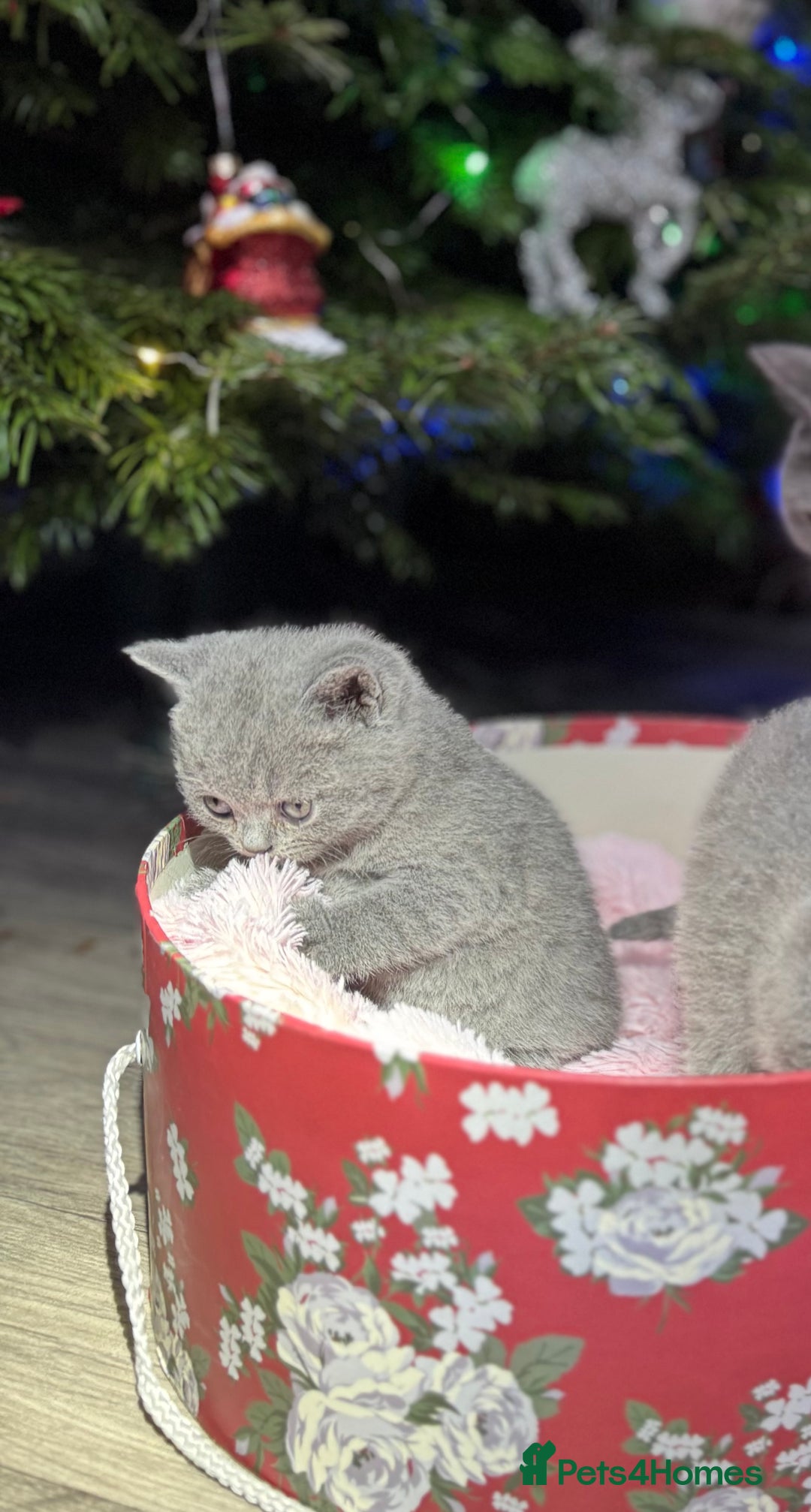 British Shorthair cats for sale: Beautiful British Shorthair Blue Kittens Available - Advert 25