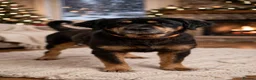 Mixed Breed dogs for adoption: Zimba ❤️Looking for Her Perfect Kingdom 👑🐾 - Advert 11