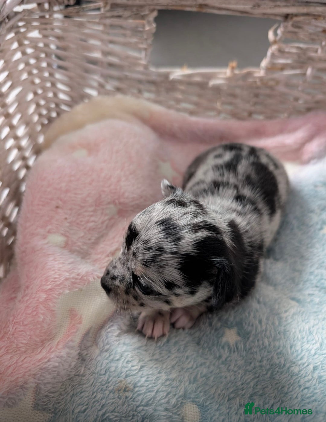 Chihuahua dogs for sale: Beautiful Merle Chihuahua Puppies 🐶  - Advert 19