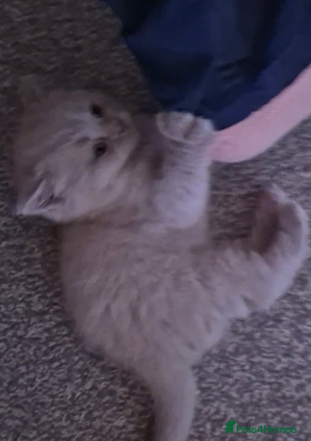 British Shorthair cats for sale: BSH kittens for new home  - Image 17