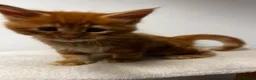 Maine Coon cats for sale: Beautiful Maine Coon Kittens - Advert 23