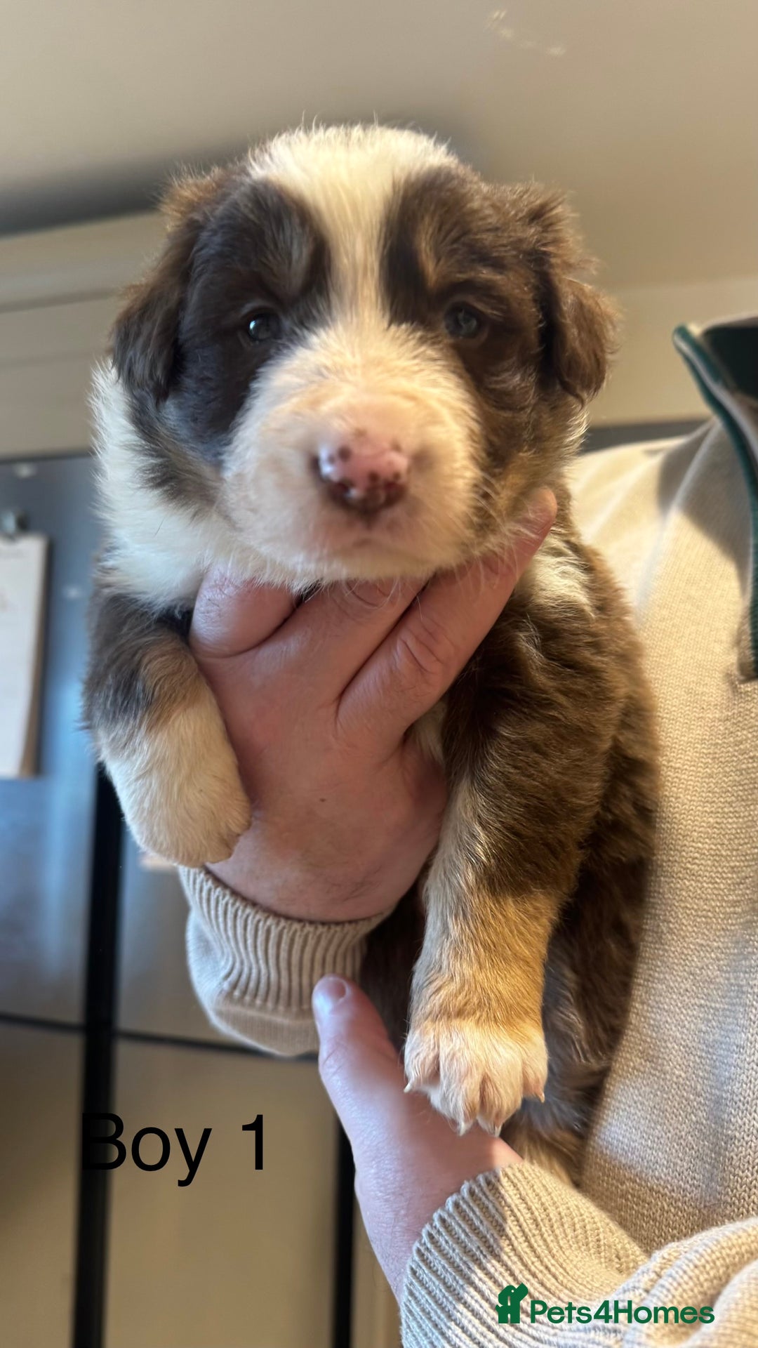 Border Collie dogs for sale: Beautiful Red tri pups  - Advert 9