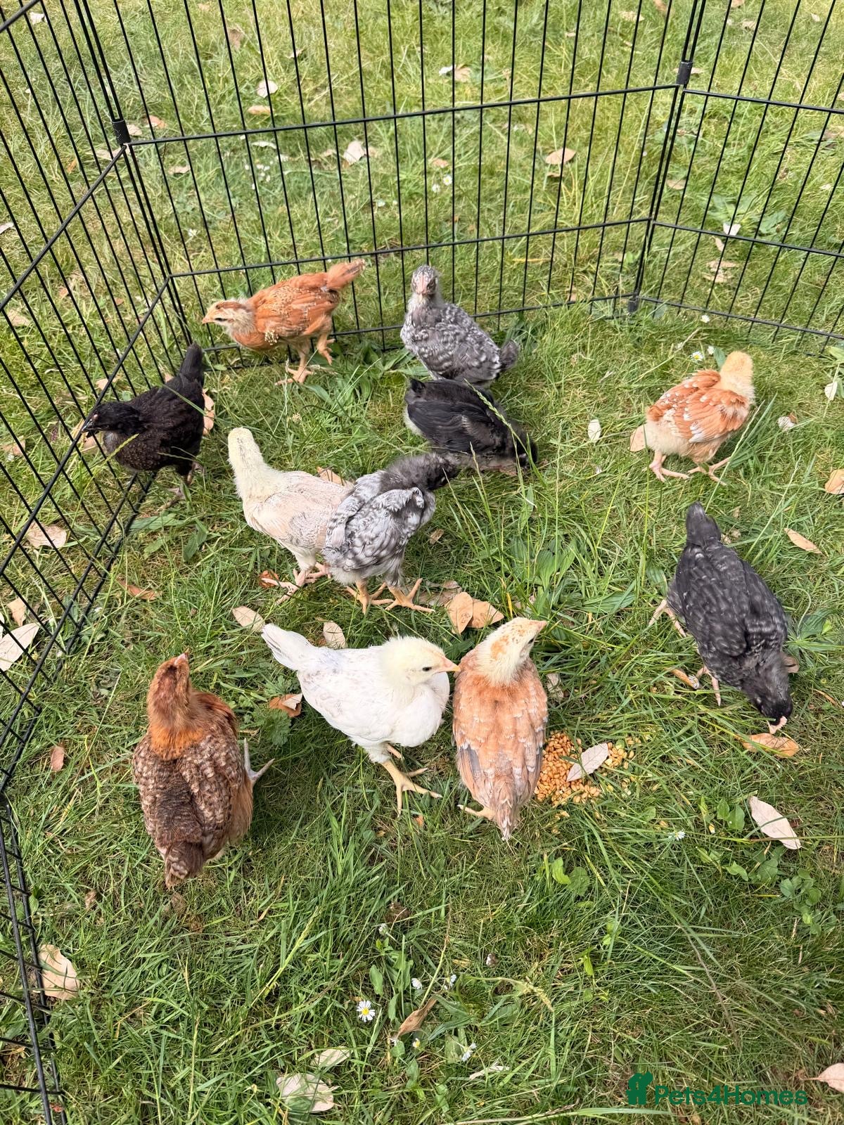 Chickens poultry Three-week old Chicks for sale  - Advert 2
