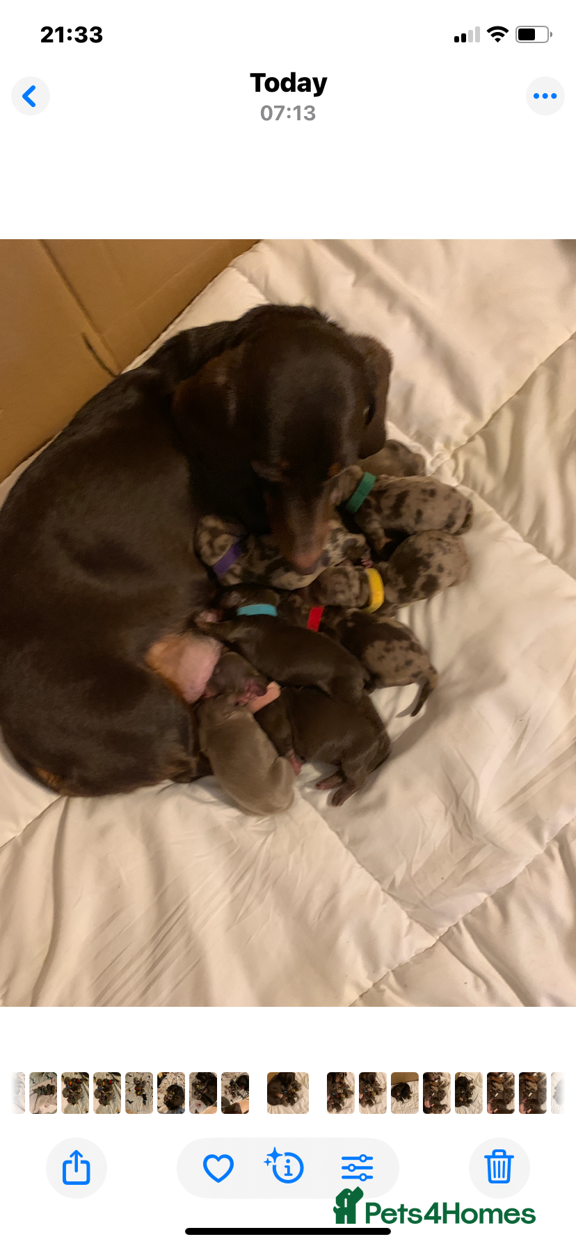 Dachshund dogs STUNNING Dachshund puppies - Advert 1