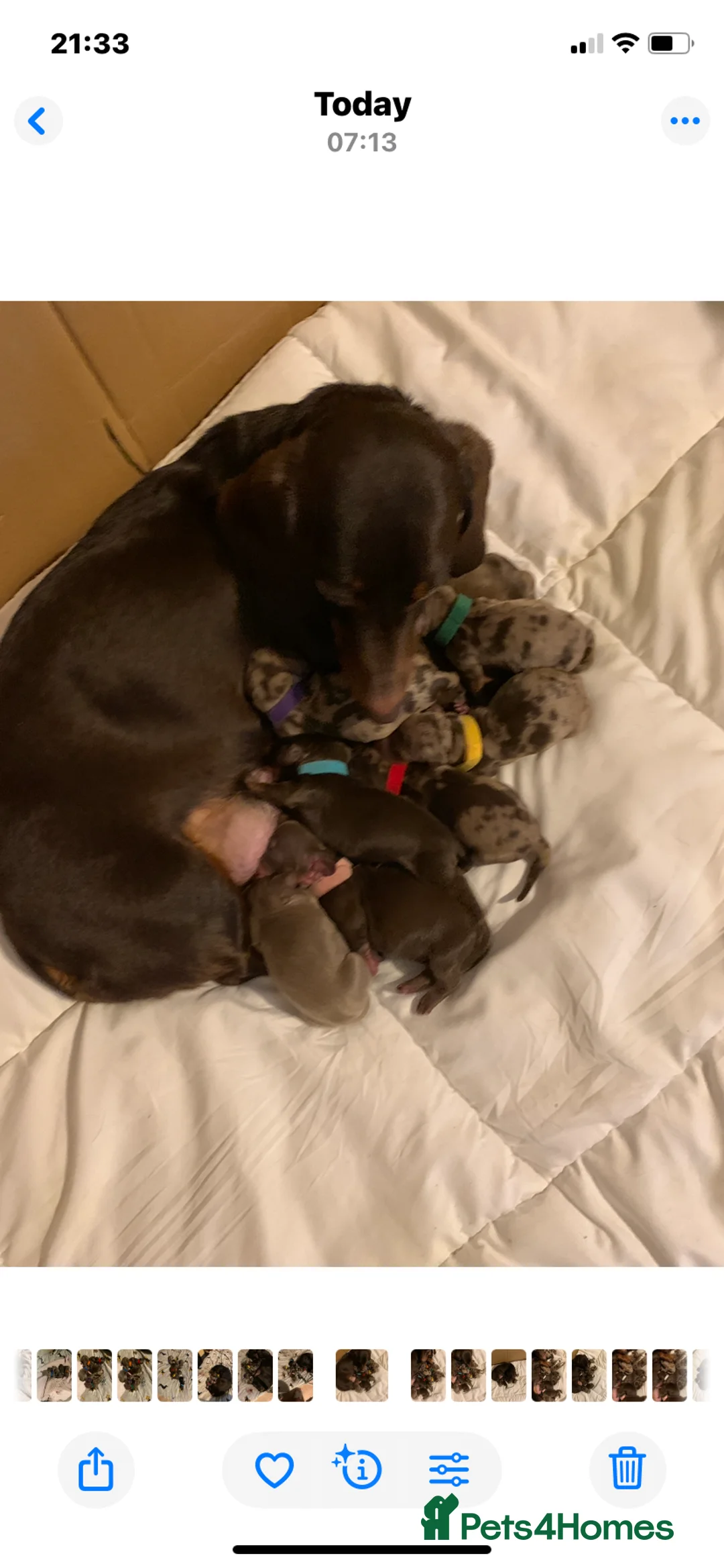 Dachshund dogs for sale: STUNNING Dachshund puppies - Advert 1