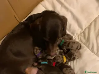 Dachshund dogs STUNNING Dachshund puppies - Advert 1