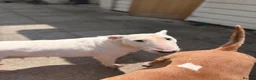 English Bull Terrier dogs for sale: Missy beautiful English bullterrier girl  - Advert 2