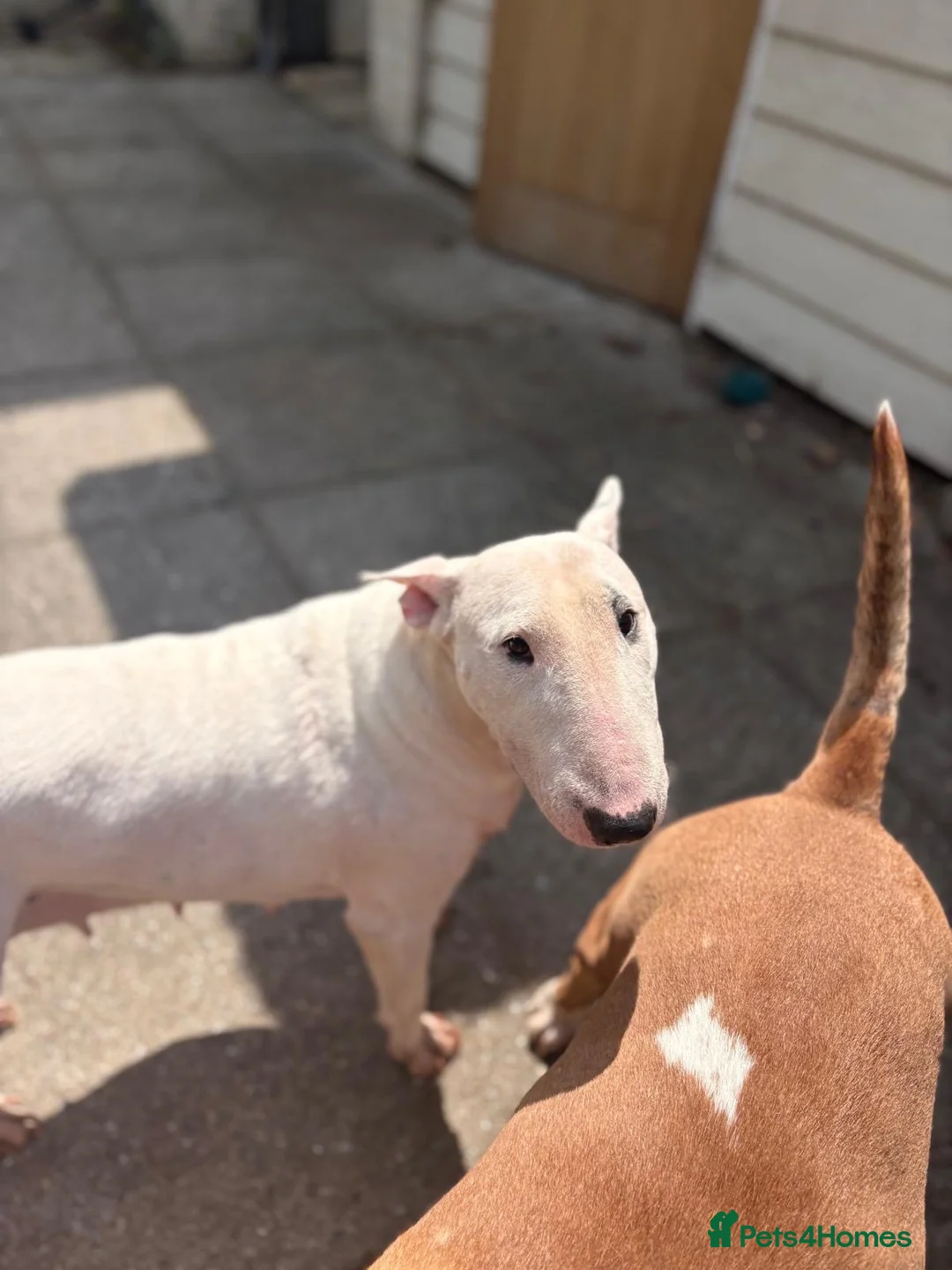 English Bull Terrier dogs for sale: Missy beautiful English bullterrier girl  - Advert 2