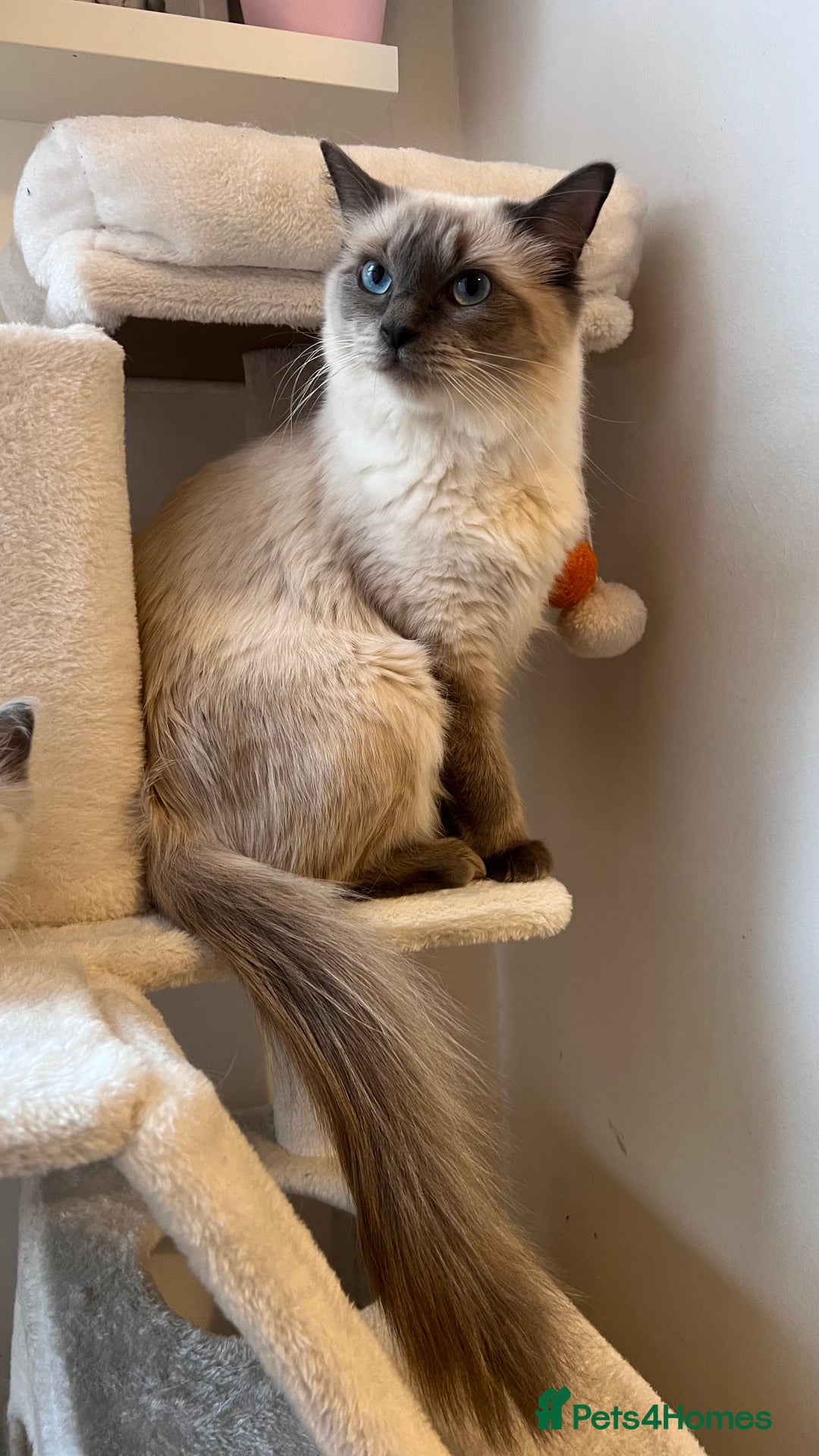 Ragdoll cats for sale: Milo & Mila my beloved cats  - Image 5