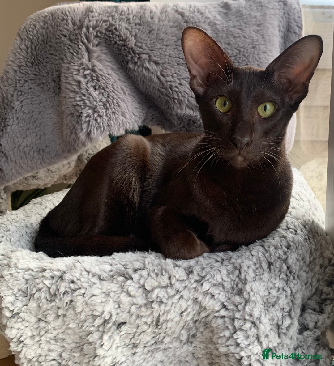 Oriental cats for sale: GCCF Reg, 9m old Havana Oriental Boy. - Advert 2