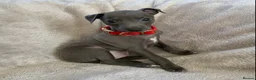 Italian Greyhound dogs for sale: KC Italian greyhound puppies European lineage - Advert 29