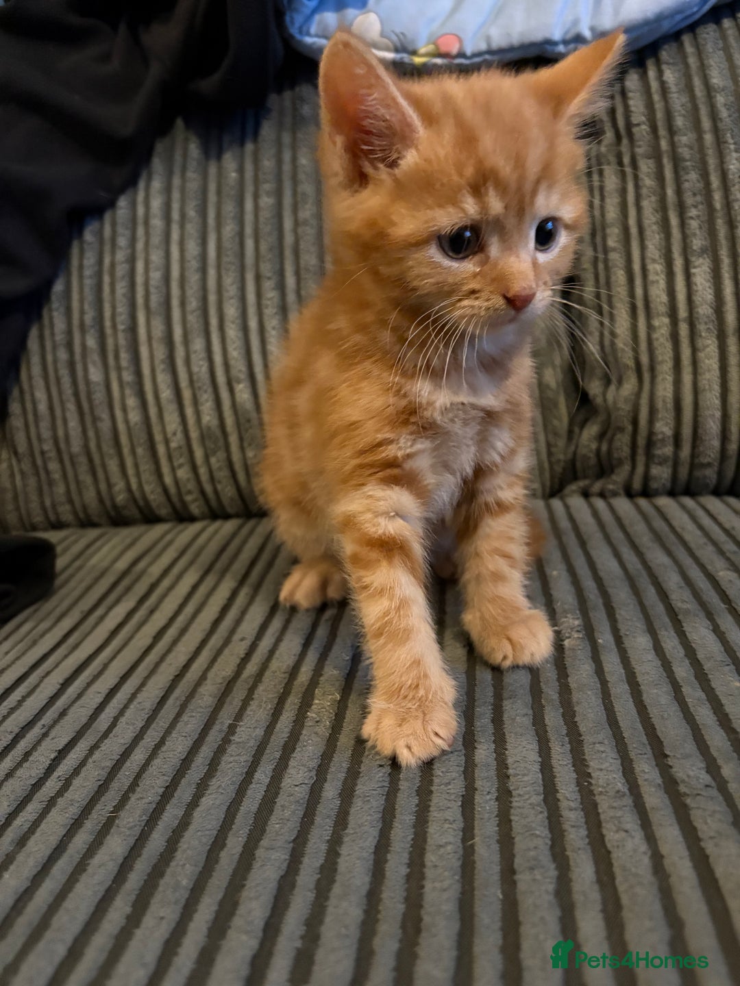 Mixed Breed cats for sale: Male ginger kitten  - Image 4