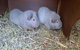 Guinea Pig rodents for sale: Two bonded male guineas - Advert 4