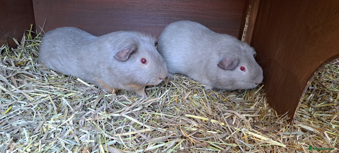Guinea Pig rodents for sale: Two bonded male guineas - Advert 4