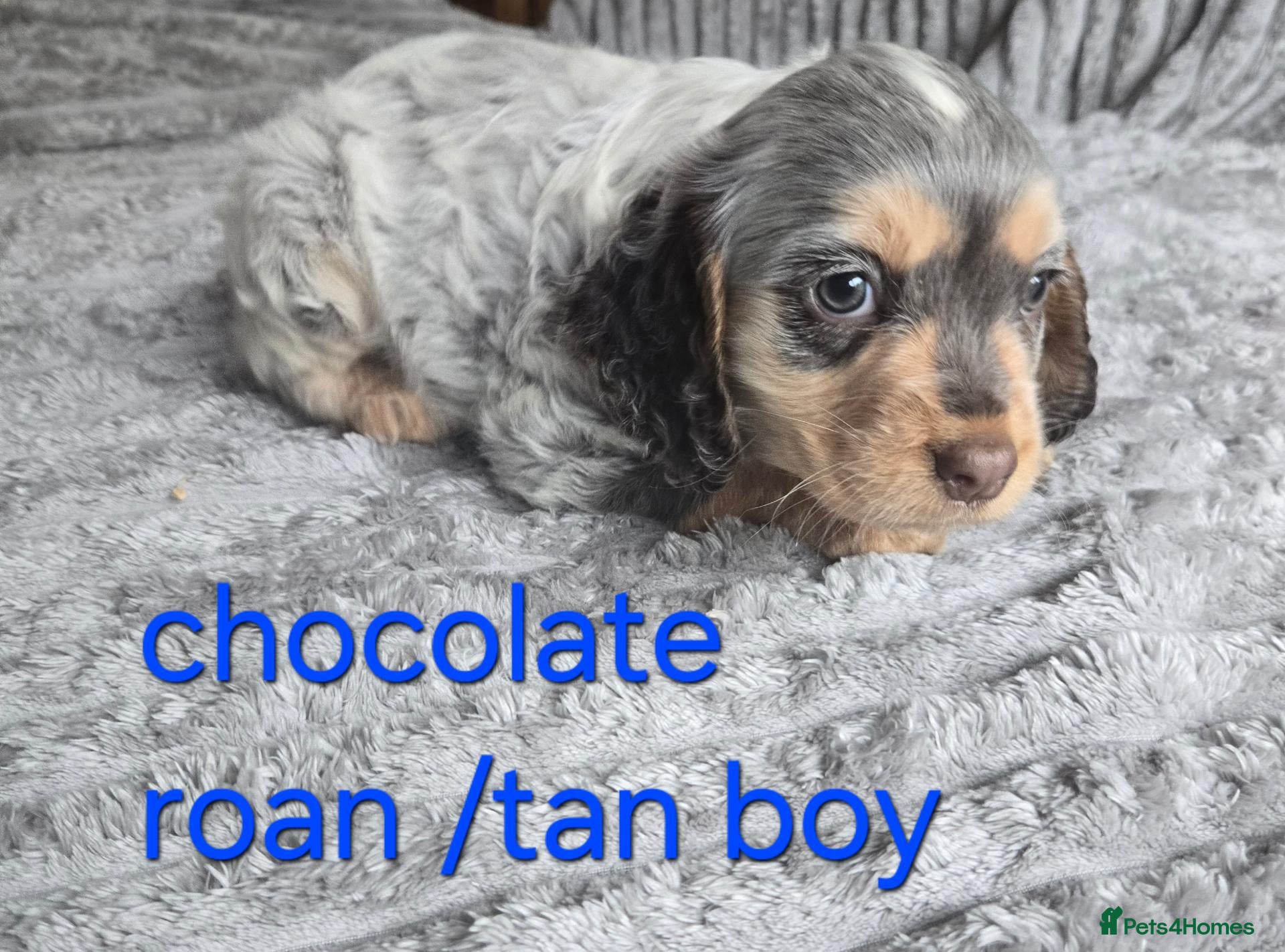 Cocker Spaniel dogs Beautiful working cocker spaniel puppies  - Advert 1