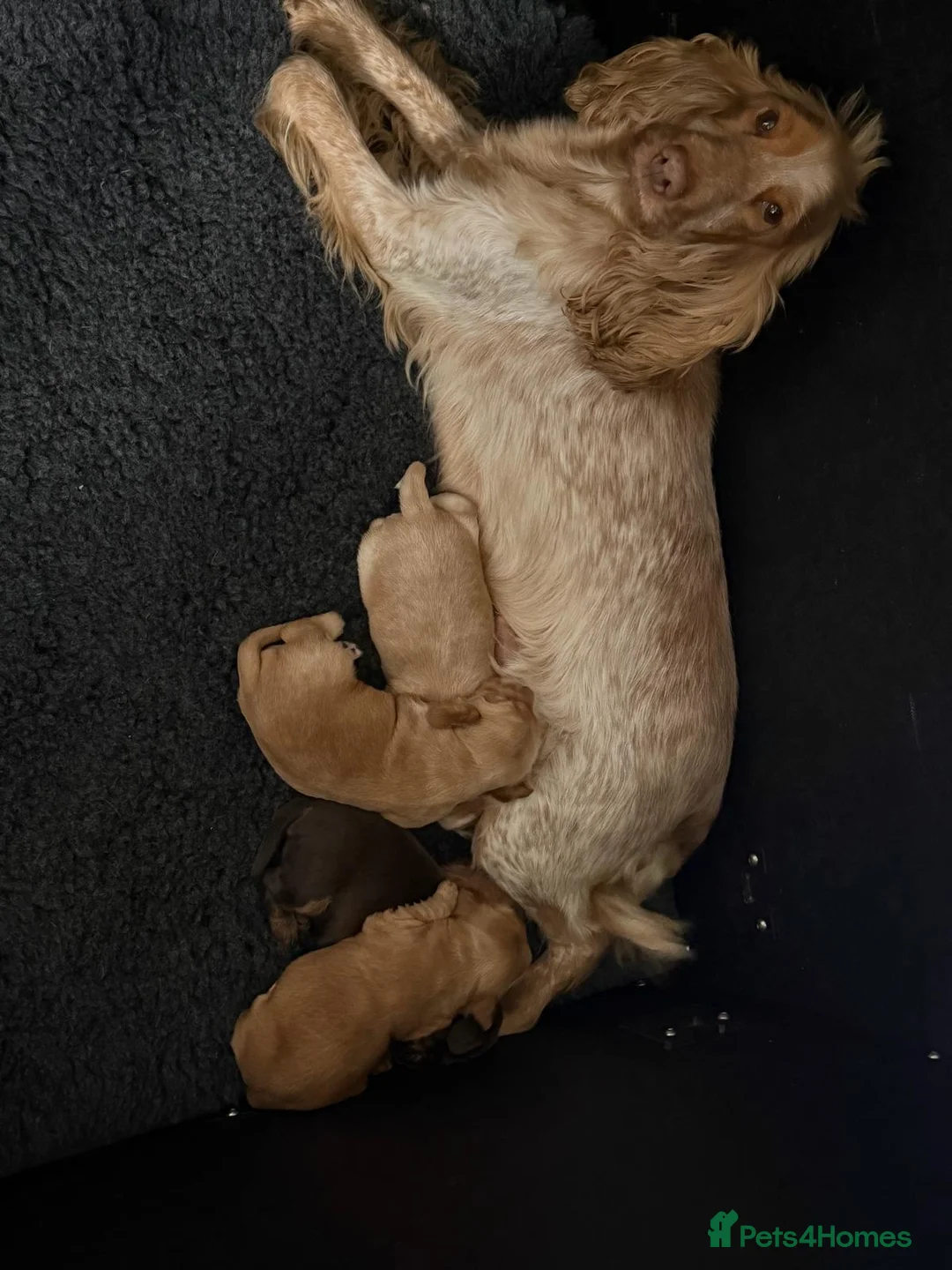 Cocker Spaniel dogs for sale: Show type cocker spaniel  - Advert 19