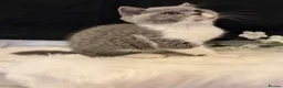 British Shorthair cats for sale: FULL PEDIGREE REGISTERED BSH  - Advert 19