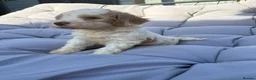 Mixed Breed dogs for sale: Cockatzu in Rowley Regis - Advert 15