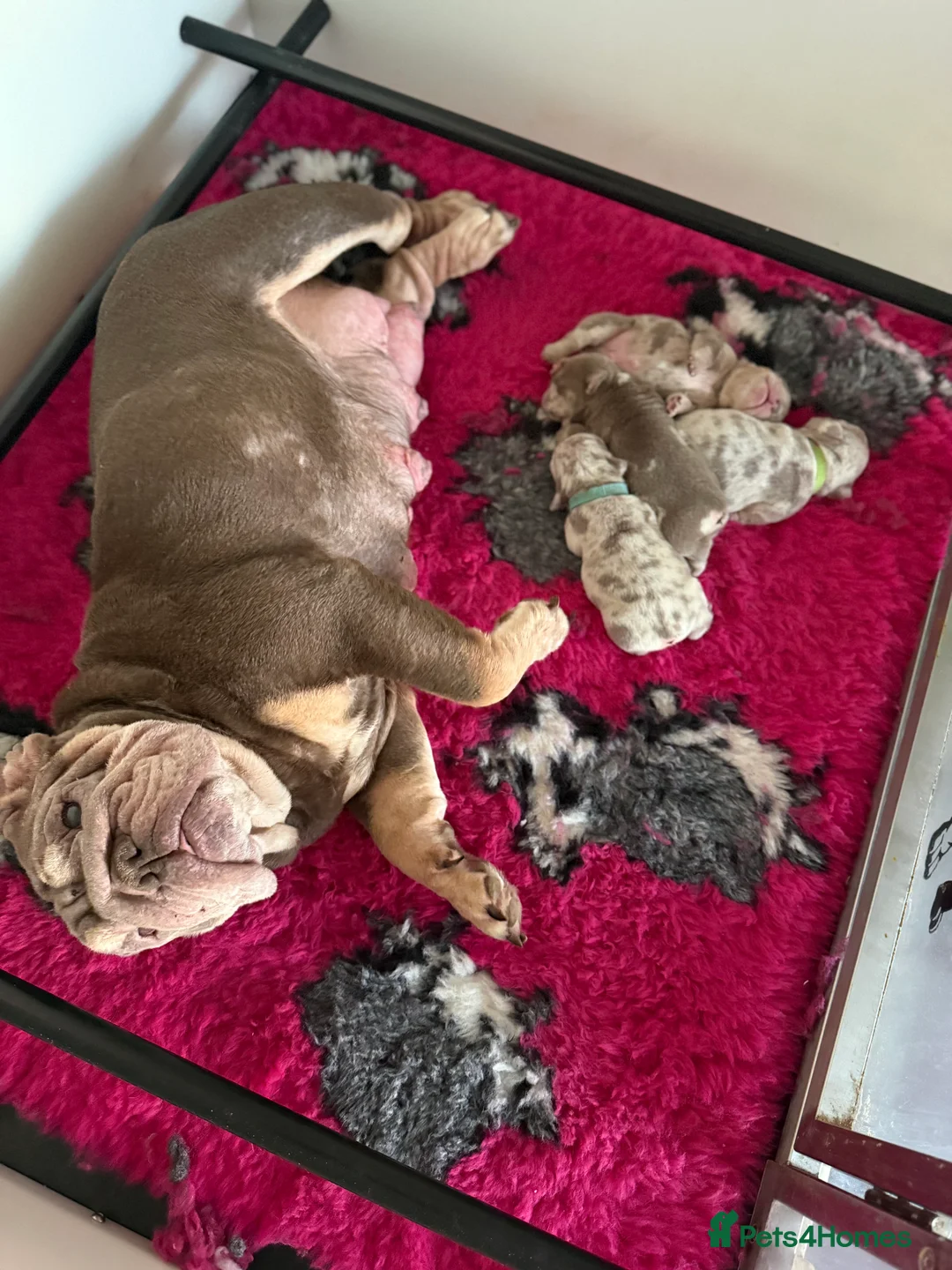 English Bulldog dogs for sale: KC Male English Bulldogs  - Advert 10