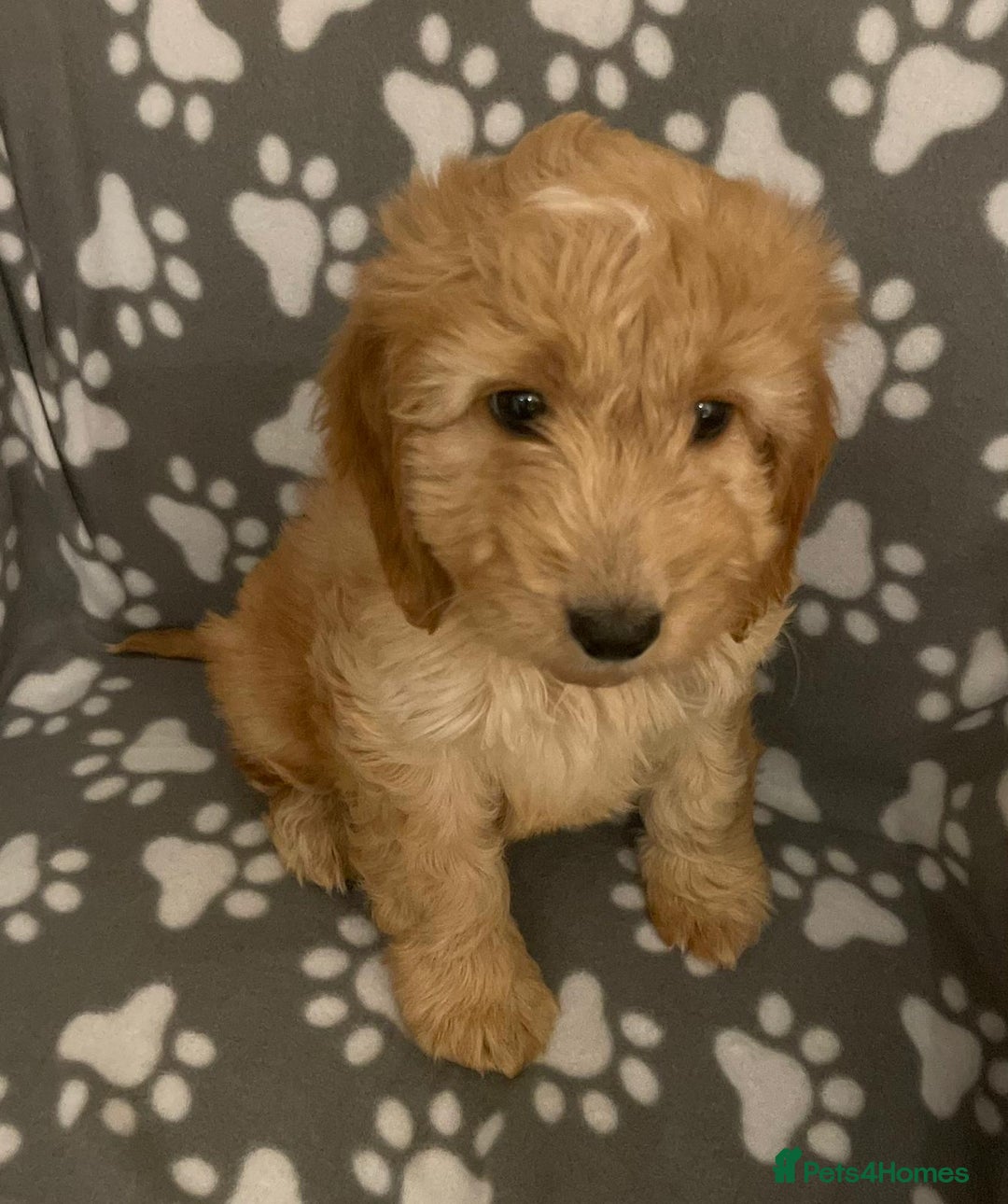 Cavapoo dogs for sale: Cavapoo puppie - Advert 2