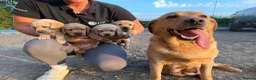 Cockerdor dogs for sale: Friendly Cockerdor pups🧡 in Preston - Advert 7