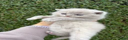 British Shorthair cats for sale: British Shorthair Girls - Advert 22
