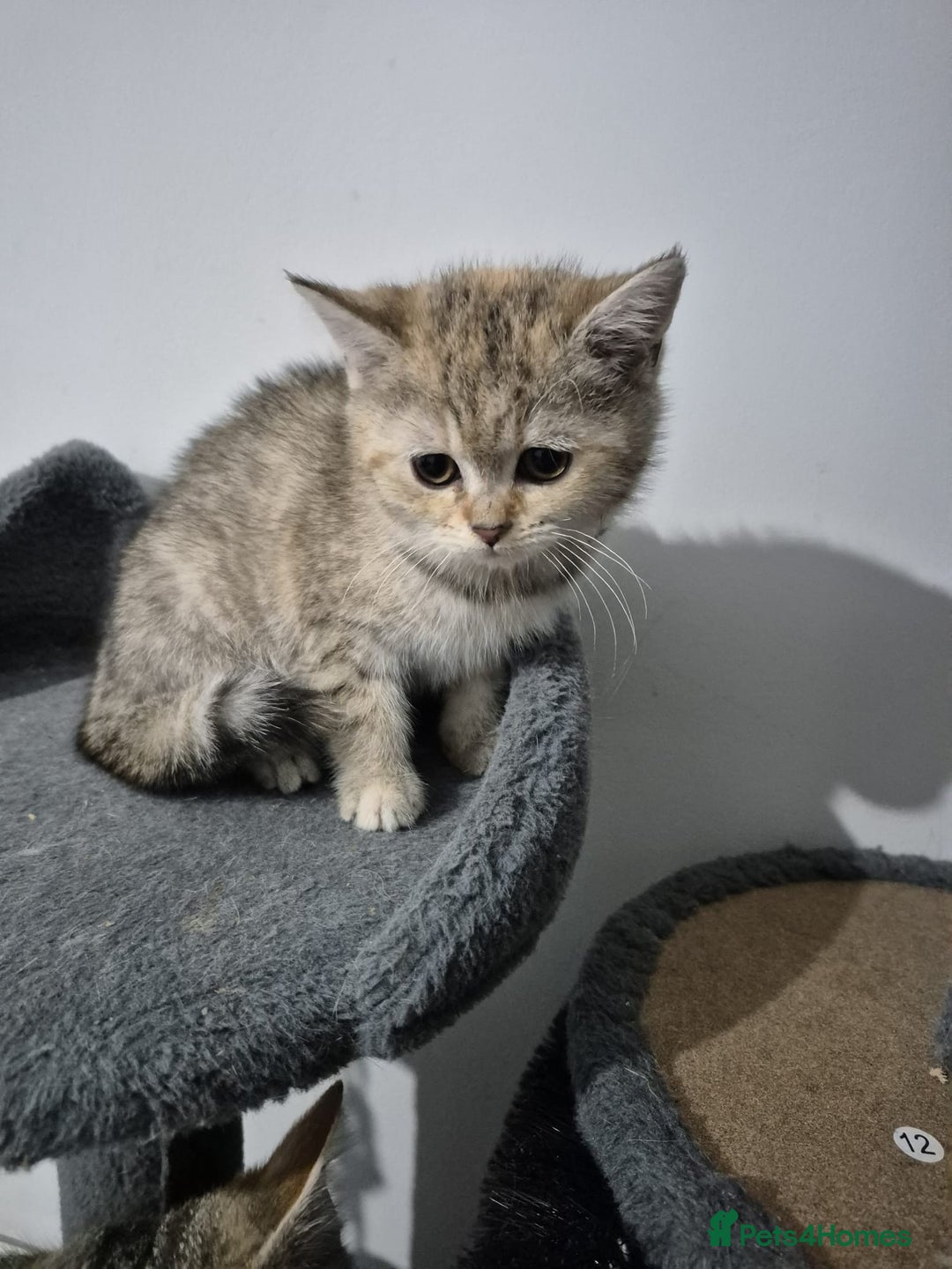 British Shorthair cats for sale: Four cross breed cuties. - Advert 8