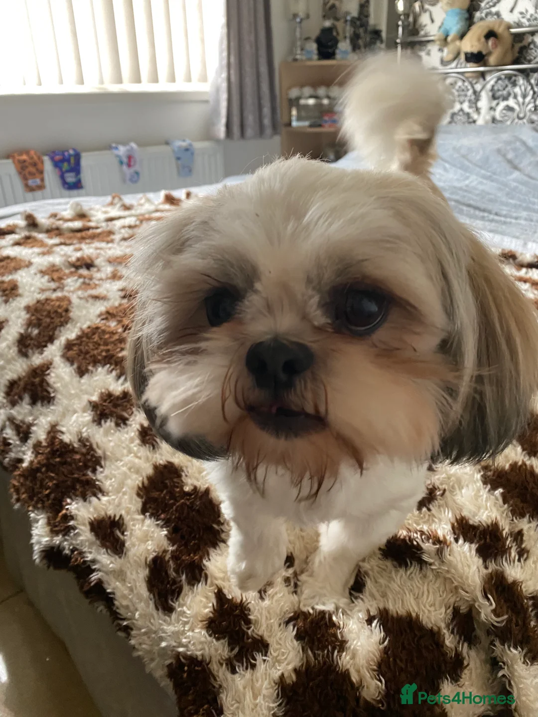 Shih Tzu dogs for stud: KC REG TINY STUD BOY  in Mansfield - Advert 6