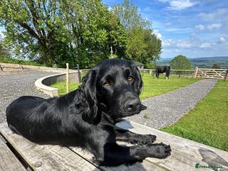 Cocker Spaniel dogs A gorgeous litter of WCS - Advert 17