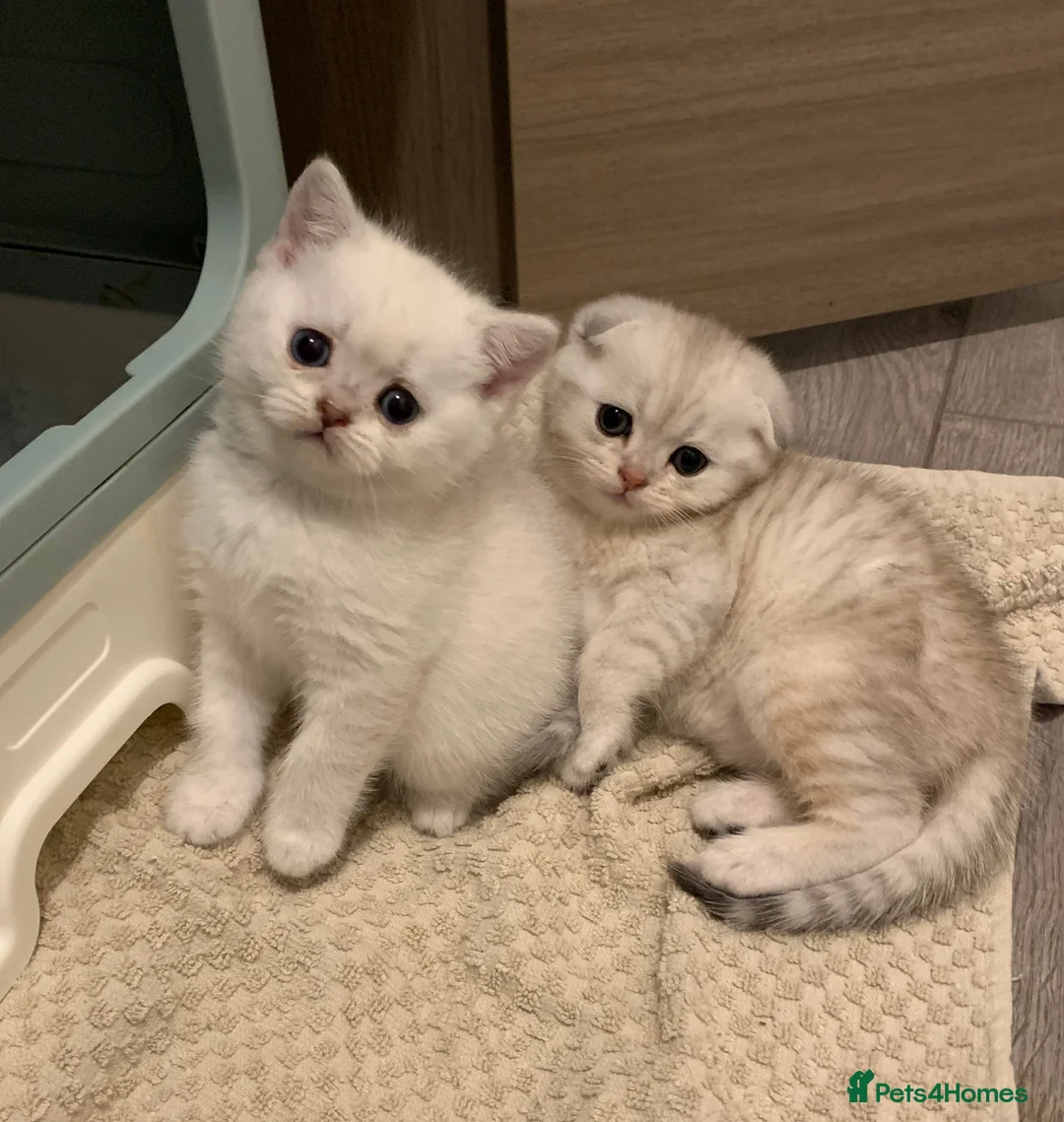 Scottish Fold cats for sale: Adorable Scottish Fold & Straight Kittens - Advert 13