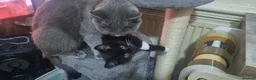 British Shorthair cats for sale: British Short Hair Kitten - Advert 1