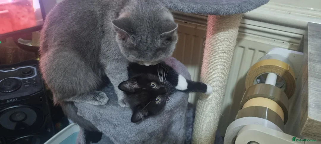 British Shorthair cats for sale: British Short Hair Kitten - Advert 1