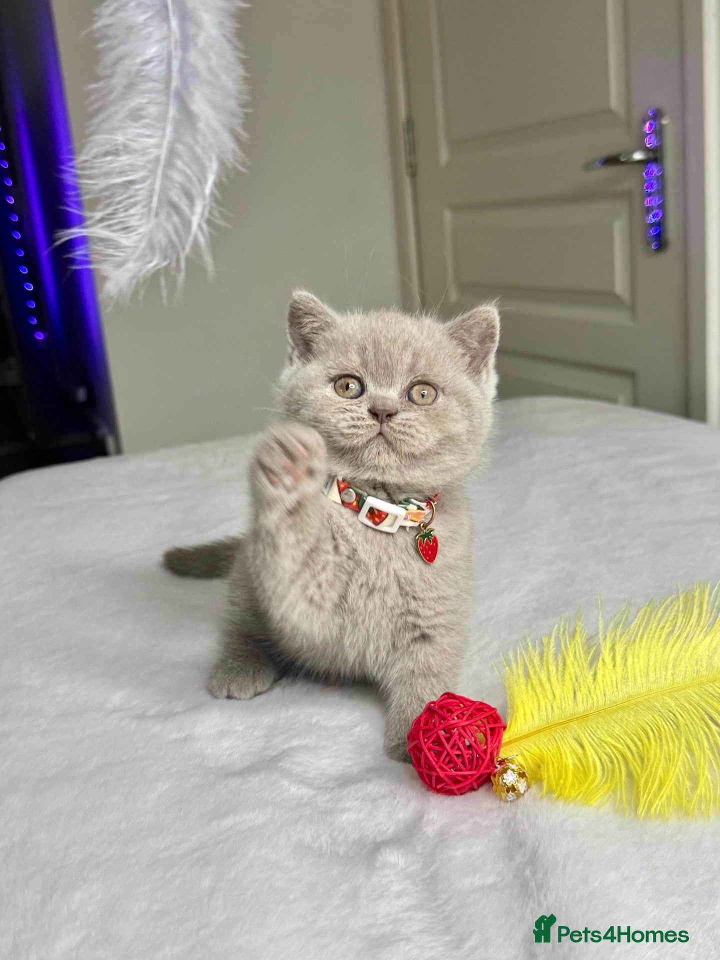 Scottish Fold cats Scottish fold - Advert 1