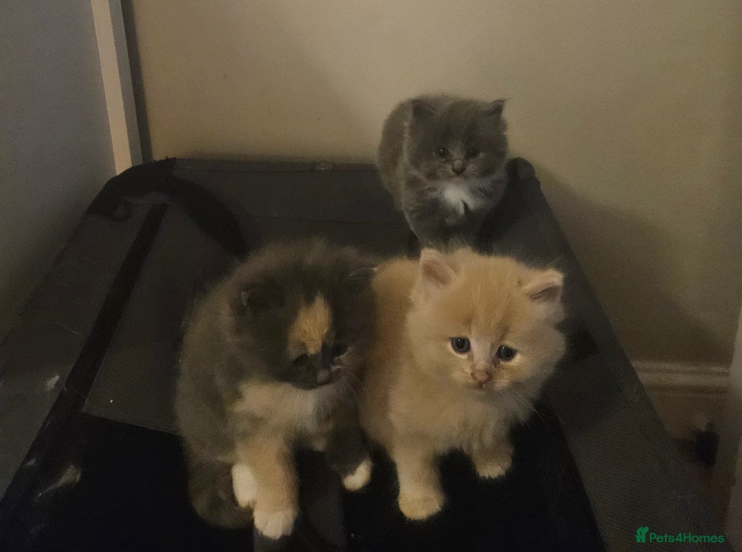 Mixed Breed cats for sale: Beautiful fluffy kitten  - Advert 10