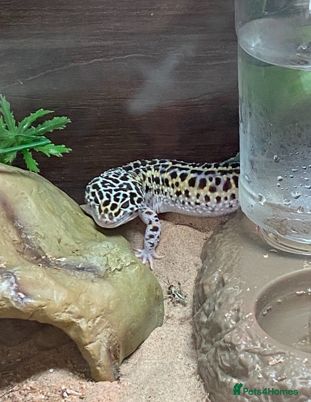 Leopard Gecko reptiles for sale: Leopard gecko and viv  - Image 3