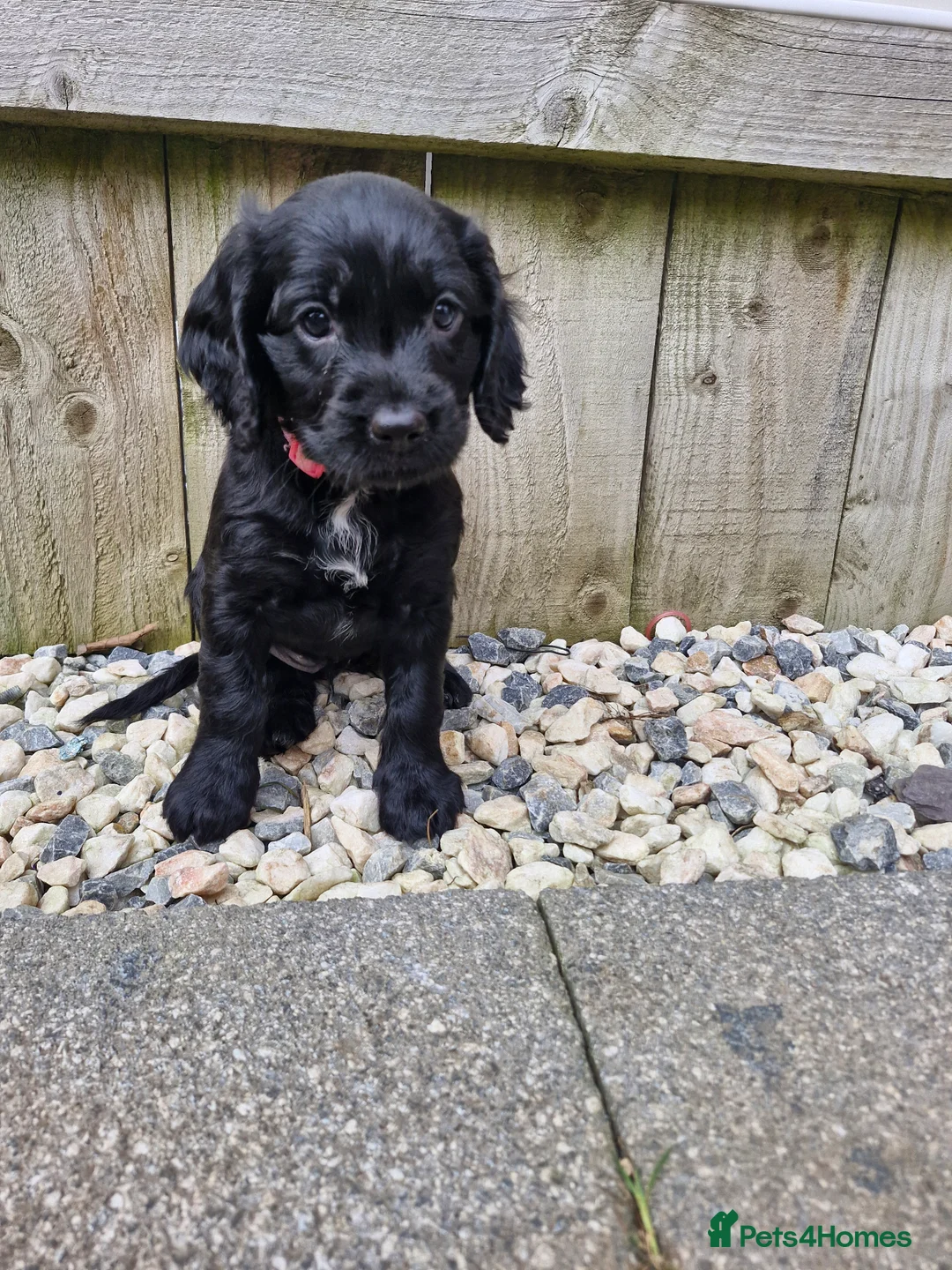 Sproodle dogs for sale: Sproodle f1b puppies - Advert 13