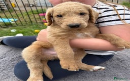 Labradoodle dogs for sale: Health tested chunky and fluffy labradoodles  - Image 22